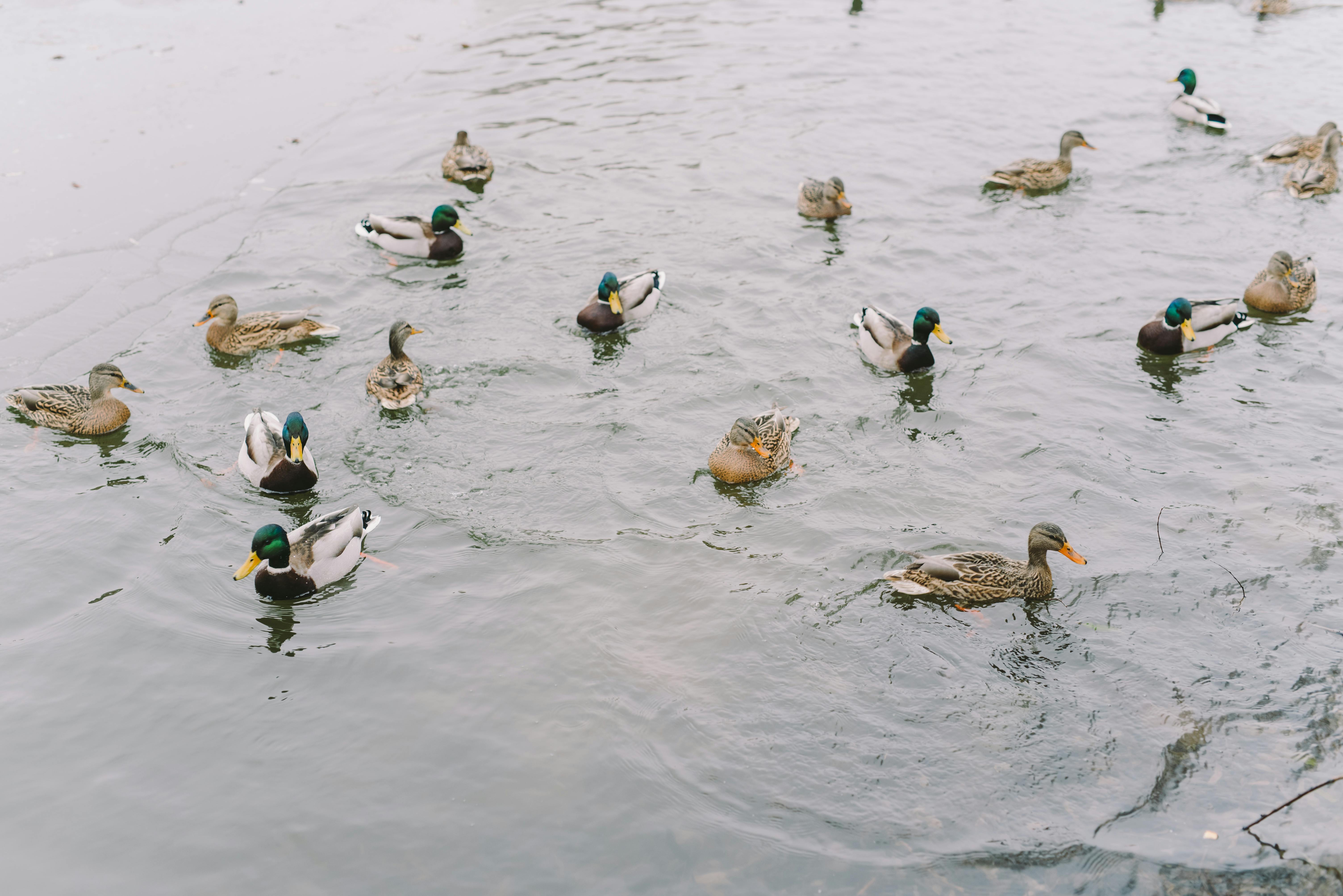 Patos e marrecos nadando juntos em lago calmo representando diferentes espécies aquáticas